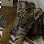 タイ　カンボジアは野生動物密売の「主要市場」であると指摘